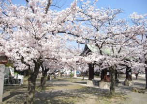 ぴあどーむ花見2018